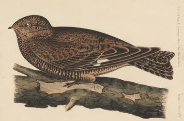 Oiseaux, Planche XVII, 1855